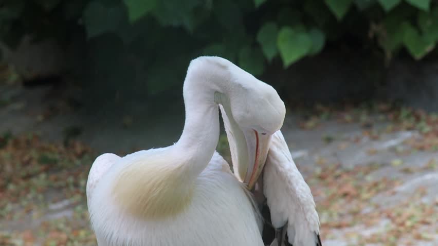 White pelican in a park pond