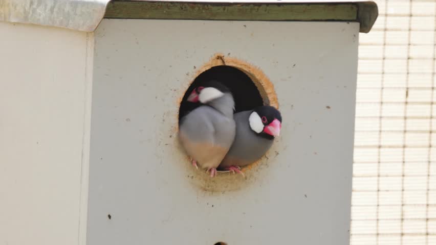 Birds about to fly off