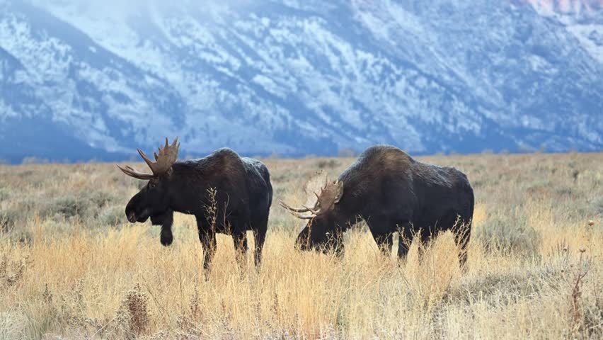 Close-up footage of two majestic Bull Moose (Alces alces) fighting during the rutting season, showcasing dramatic antler clashes, dominance behavior, and the incredible strength of these iconic North American mammals, captured in stunning 4K Ultra HD resolution.