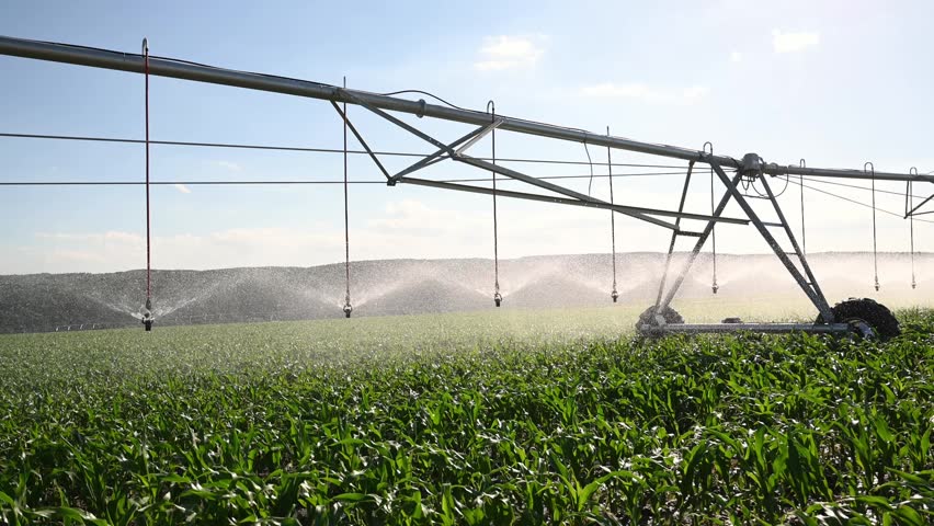 Center Pivot Irrigation System Watering Young Corn Field On a Sunny Day