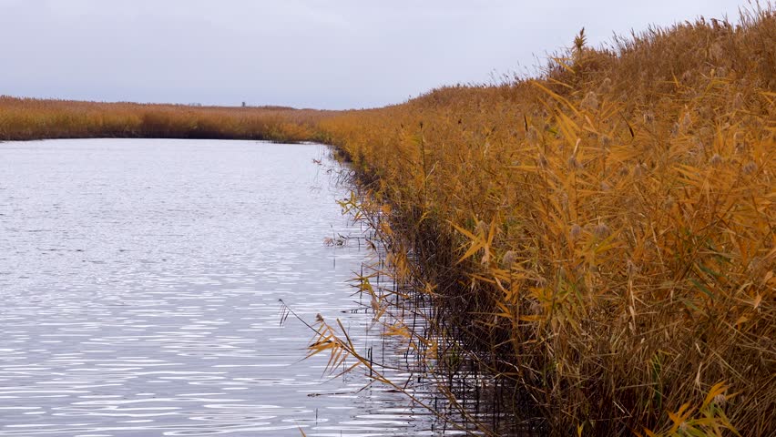 Tall reeds with golden-orange stems and fluffy white panicles lined the shore of a calm reservoir. The soft cloudy sky and the distant shore create an autumnal landscape.