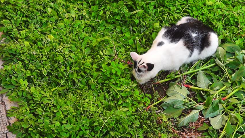 A black and white cat has caught its prey, a gray mouse, and is eating it in the green grass. Top-down video, animal habits in the wild, instincts, and survival skills in the natural environment