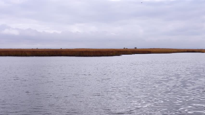 Tall reeds with golden-orange stems and fluffy white panicles lined the shore of a calm reservoir. The soft cloudy sky and the distant shore create an autumnal landscape.