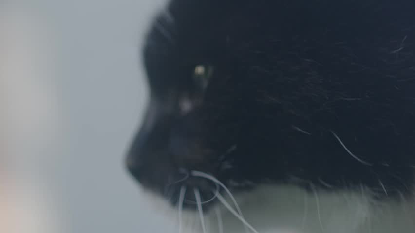 Close-up of cat, looking around.