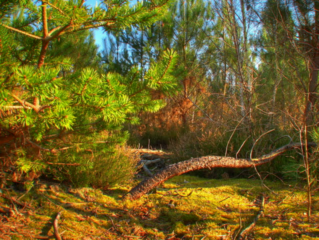 Moving tree shadows in forest, HD time lapse clip, high dynamic range imaging