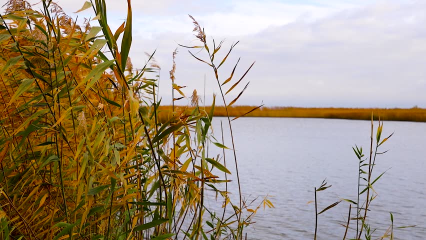 Tall reeds with golden-orange stems and fluffy white panicles lined the shore of a calm reservoir. The soft cloudy sky and the distant shore create an autumnal landscape.