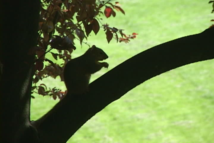 Squirrel on tree eats, notices camera and leaves frame.