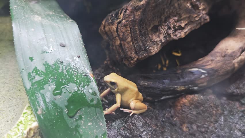 Golden poison frog Phyllobates terribilis resting between wet leaf and branch