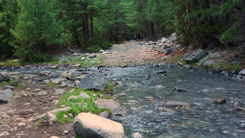 A stream runs through a rocky area in the woods. The water moves swiftly among large stones and green grass. Tall trees surround the area, creating a natural setting.