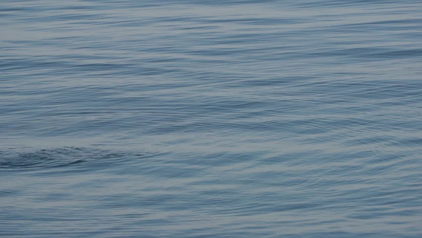 Seal eating an octopus in the deep blue sea