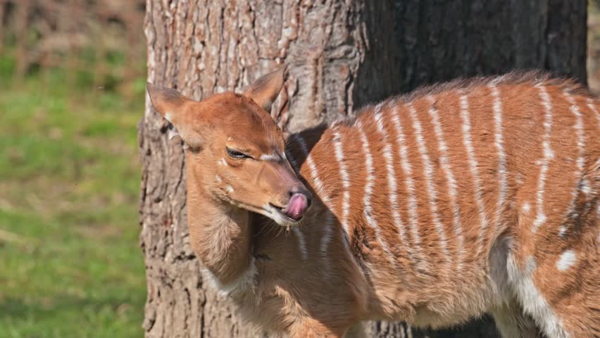 lowland nyala (Tragelaphus angasii) grazing