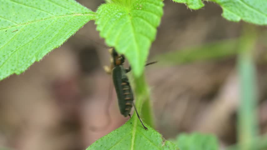 dark soldier beetle (Cantharis fusca) crawling over leaves and taking off in slow motion