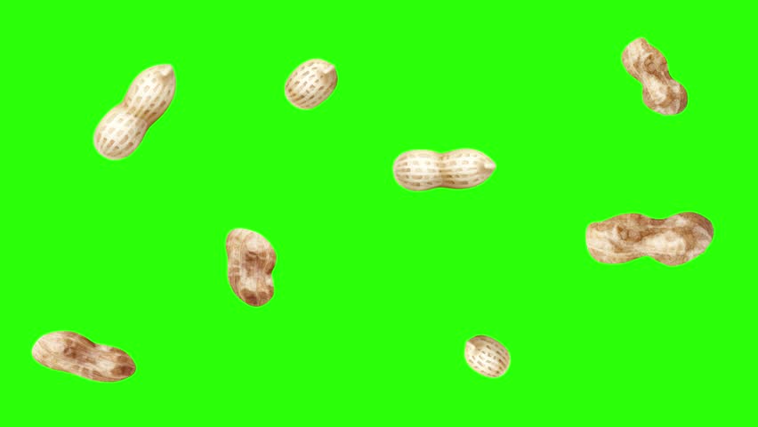 Falling peanuts on green screen background. 3D render of peanuts in shells falling down. Healthy food concept. Chroma key background.