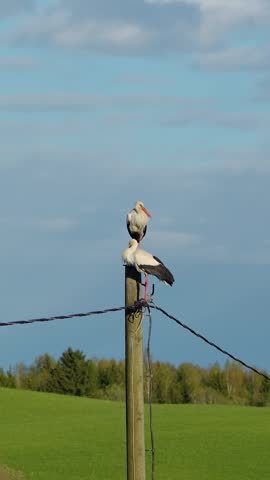 Vertical video of two white storks perched close together on top of a utility pole in green countryside landscape.