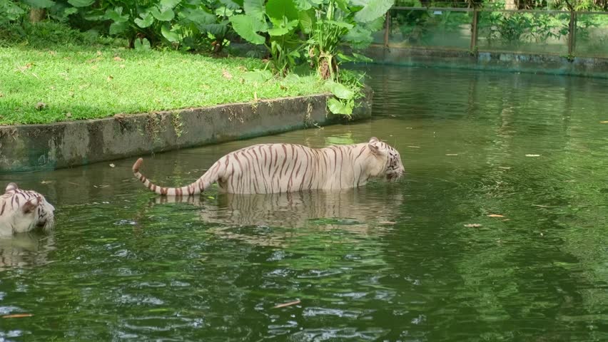 Two white tigers drink from a river pond under bright sun, one drinking eagerly while the other quietly approaches from behind near a glass fence with people and stroller nearby.