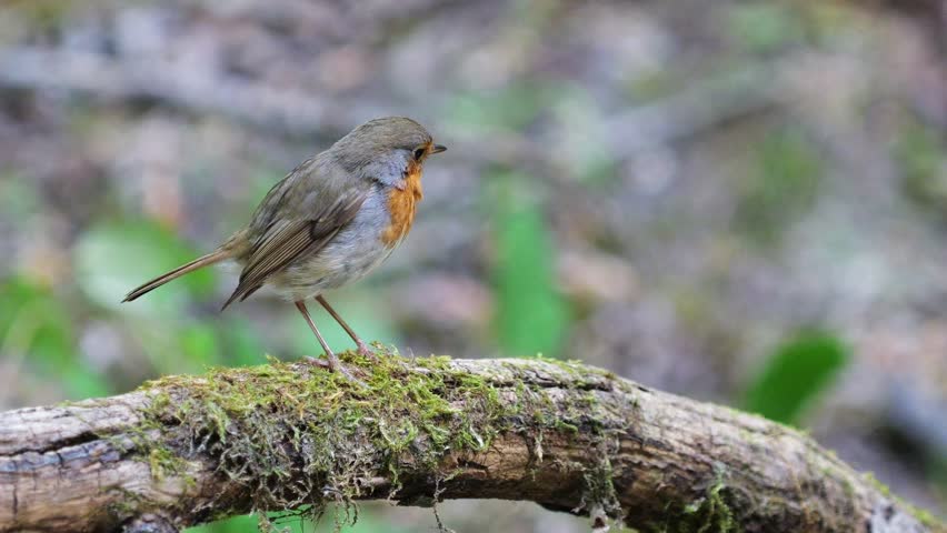 Robin (Erithacus rubecula), shows off from a branch in the forest