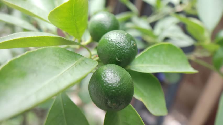 A cluster of unripe green kumquats on a branch with glossy leaves in soft natural light.
