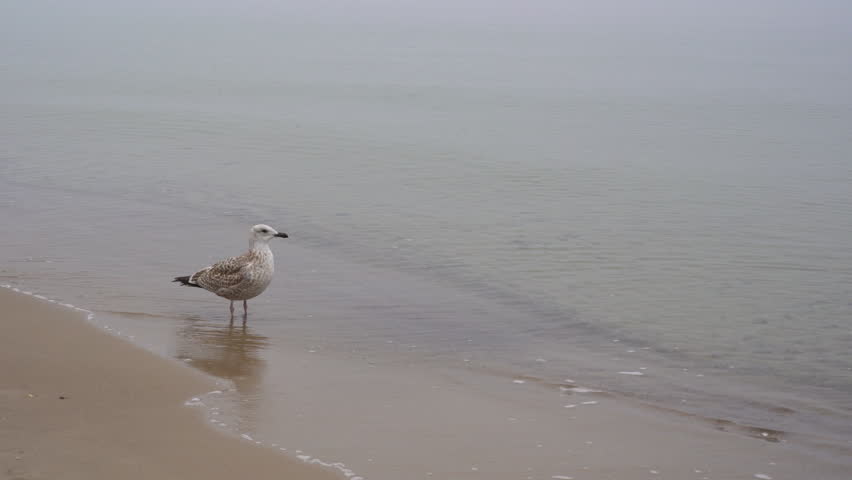 Close-up of a seagull standing on a Baltic Sea beach in autumn as gentle waves wash the shore. The bird takes flight, capturing a peaceful coastal wildlife moment.