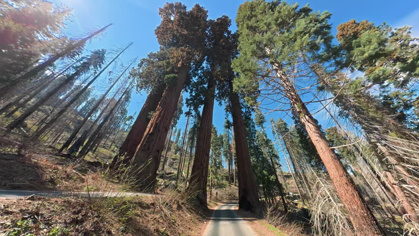 Towering giant sequoias in Sequoia National Park under clear blue sky, Upward video view emphasizes immense trunks and ancient forest canopy