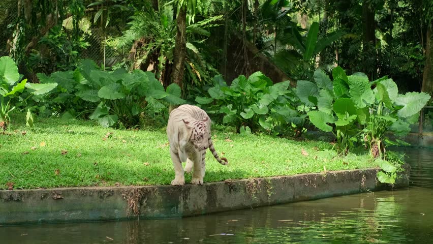 A large white tiger cautiously approaches and enters a pond, then drinks water. Nearby is a glass fence and a bridge where people observe the animal.