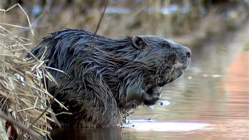 Beaver stands in shallow river water grooming its fur. Animal take a bath near grass along the riverbank during early spring. Sunlight reflects on the water.