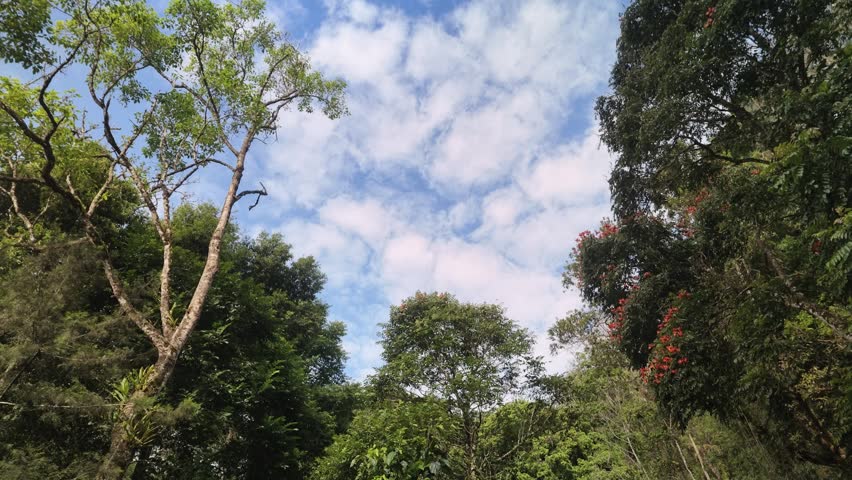 Beautiful Forest Canopy Against a Vibrant Blue Sky and White Clouds