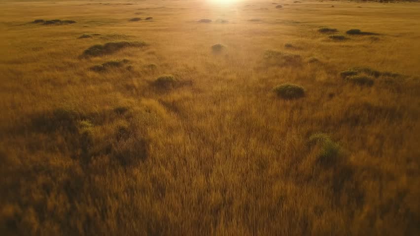 Aerial drone footage glides gently over a vast golden grassland during a beautiful sunrise or sunset. Warm light illuminates the textured field, creating a peaceful and expansive natural scene. Ideal for intros, documentaries, travel, and environment