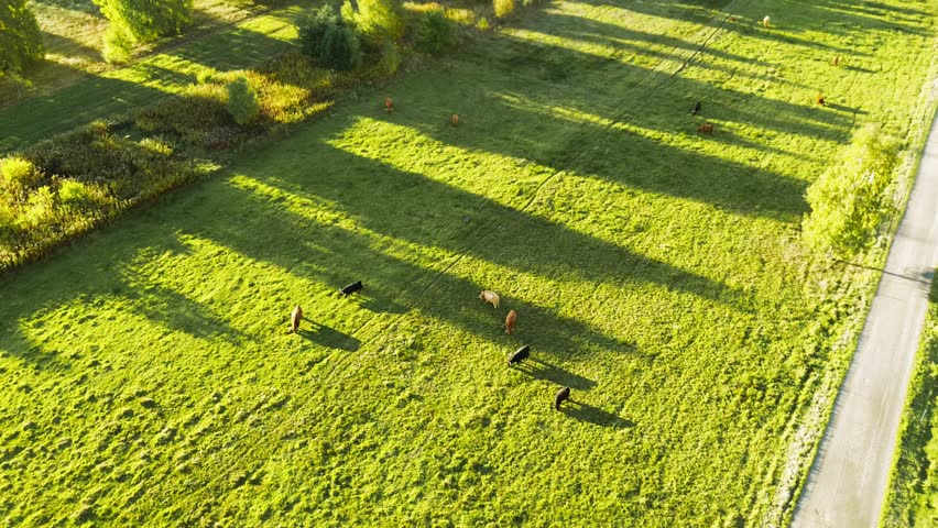Elevated perspective of grazing cattle on hilly field