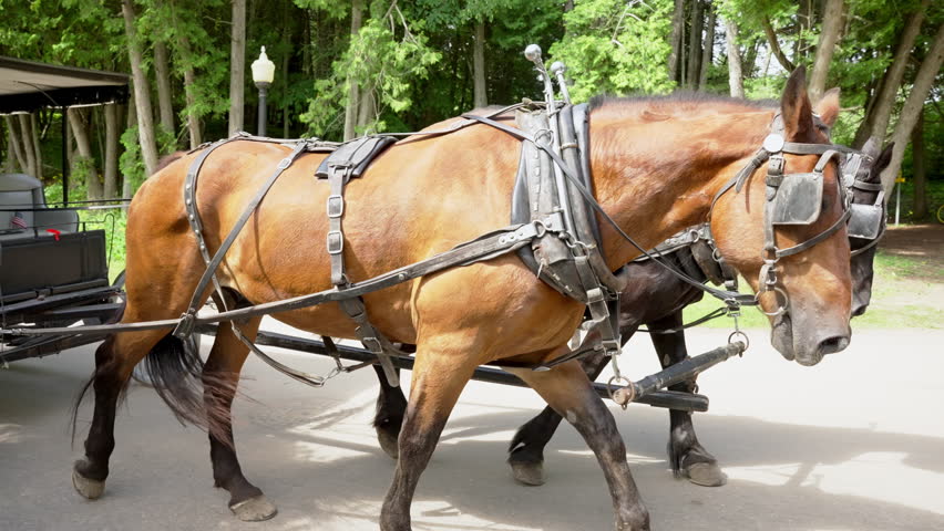 A majestic, slow-motion video clip capturing a powerful team of Clydesdale horses pulling a traditional wooden carriage down a scenic street on historic, motor-free Mackinac Island, Michigan.