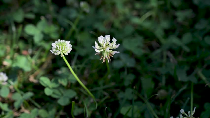 White clover plant growing in summer grass.