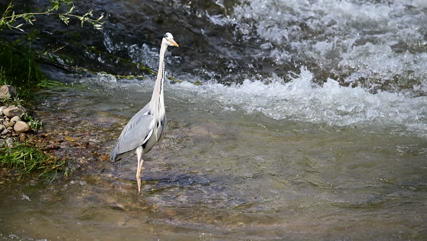 Great blue heron taking flight
