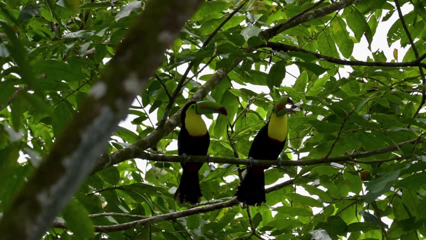 A pair of keel-billed toucans (*Ramphastos sulfuratus*) perched together on a tree branch amidst the lush tropical forest.