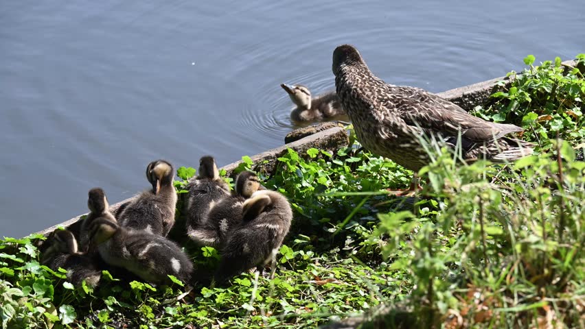 Cute ducklings and adult preening