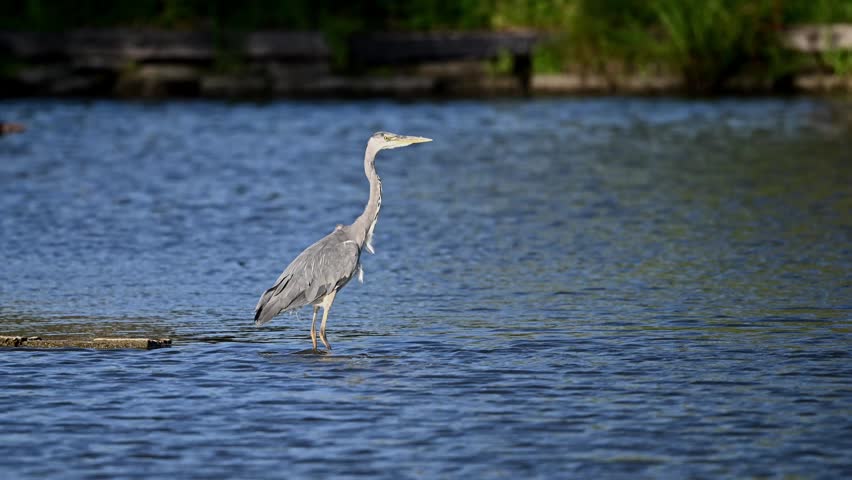 Grey Heron taking off after seeing something