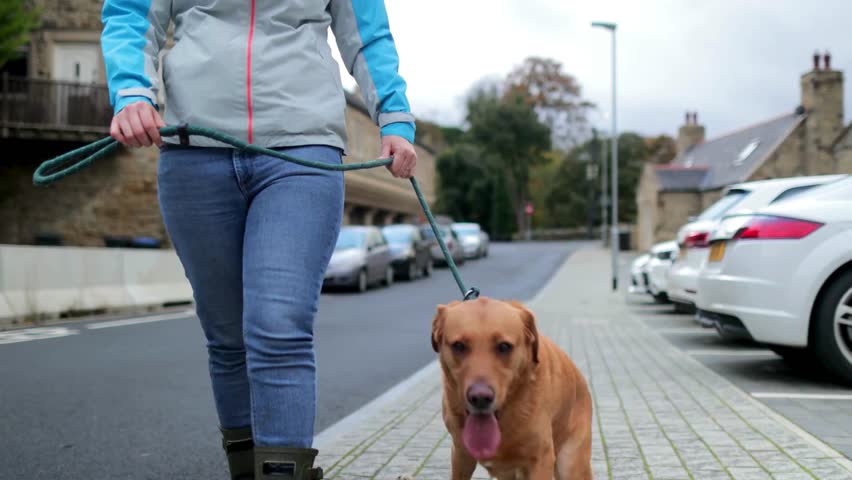 Individual walks a brown dog on a leash along a paved street. Cars are parked nearby and stone buildings frame the background under clear blue skies.
