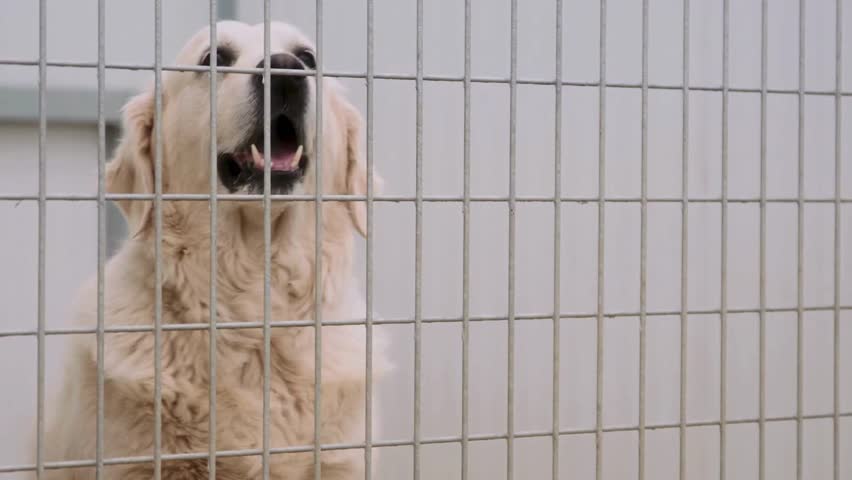 Golden retriever displays excitement by barking behind a wire fence in an animal shelter. The dog seeks attention and interaction from onlookers in a sunny setting.