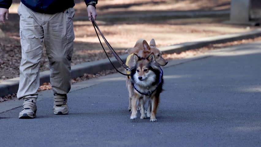 Two dogs being walked in a park with paths and trees. Owner holds leashes while dogs explore their surroundings. Sunny day adds to the lively outdoor moment.