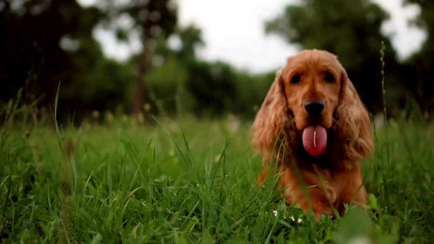 Adorable brown Cocker Spaniel dog rests in vibrant green grass, panting with tongue out on a bright day.