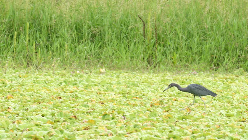 A beautiful close-up of a Little Blue Heron (Egretta caerulea) carefully walking across floating wetland vegetation while stalking prey. The footage captures the bird