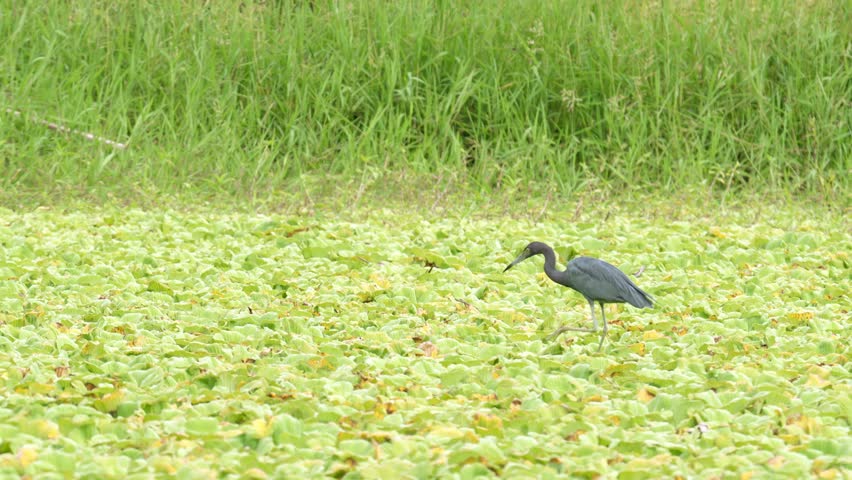 A beautiful close-up of a Little Blue Heron (Egretta caerulea) carefully walking across floating wetland vegetation while stalking prey. The footage captures the bird