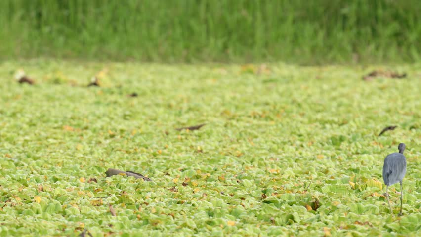A beautiful close-up of a Little Blue Heron (Egretta caerulea) carefully walking across floating wetland vegetation while stalking prey. The footage captures the bird