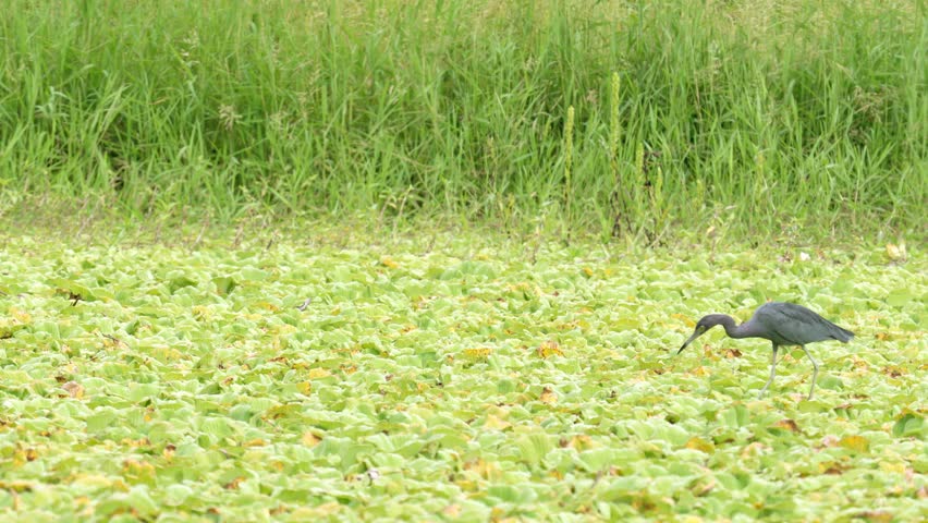 A beautiful close-up of a Little Blue Heron (Egretta caerulea) carefully walking across floating wetland vegetation while stalking prey. The footage captures the bird