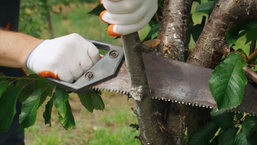 Person in gloves actively saws through a tree branch in a garden, demonstrating the cutting process from initial action to the final cut, with lush green leaves in the background