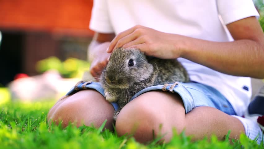 Child gently pets rabbit on grass. Rabbit sits calmly on child