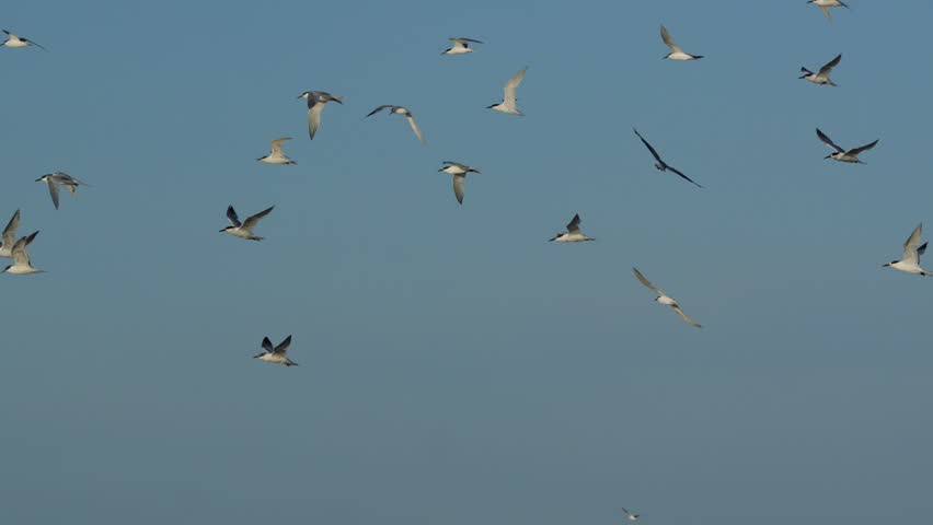 Group of wild terns gracefully soaring together against a clear blue sky during migration season