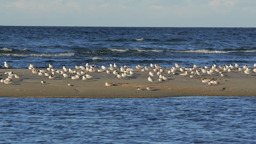 Numerous seagulls resting on a sandbar suddenly take off and fly over the ocean waves