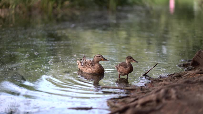 Mallard duck swimming peacefully in a calm pond with its reflection on the water. Serene wildlife nature scene.