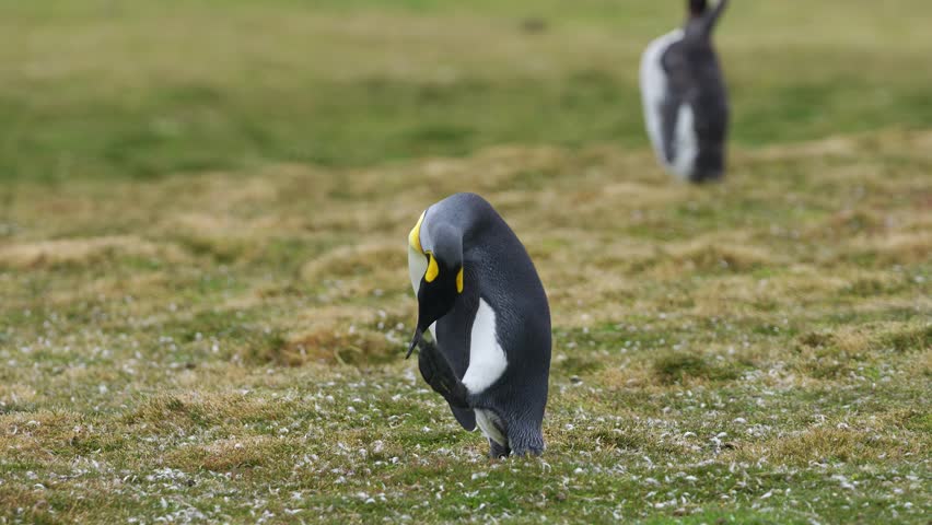 King Penguin Funny Scratching Himself on Grass Bends Over, Shakes, and Walks. Wildlife Documentary Penguin Colony in Falkland Islands.