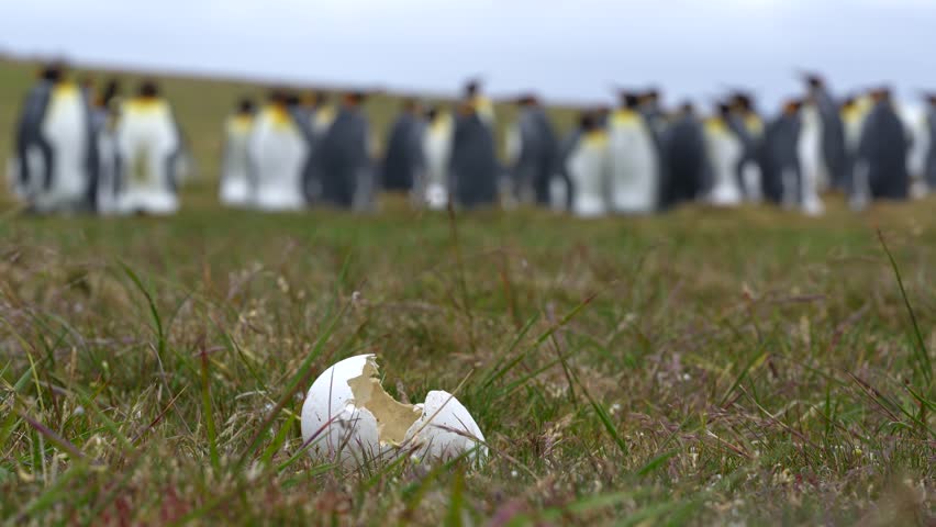 King Penguin Egg Shell Cracked Open on Grass Windy Day. Cinematic Wildlife Documentary Penguin Colony in Falkland Islands Depth of Field
