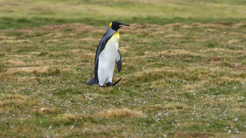 King Penguin Walking Alone on Grass in Colony in the Falkland Islands Near Antarctica.